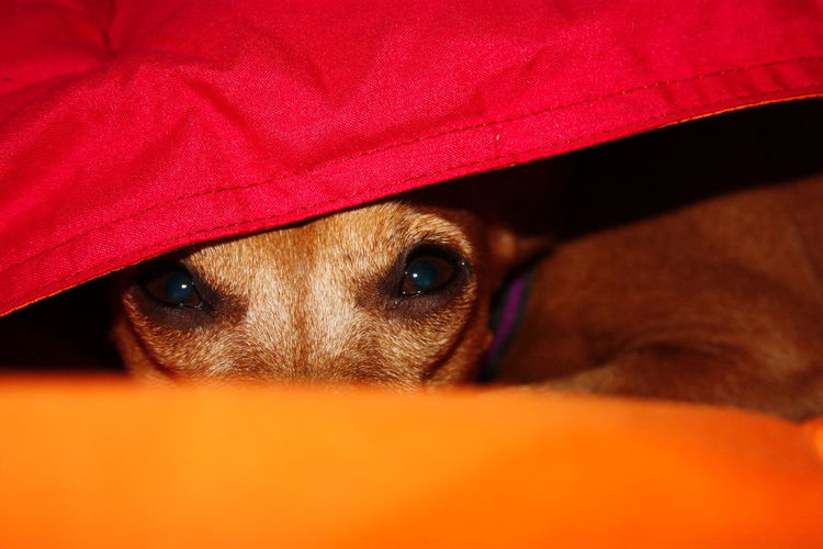 Close-up portrait of dog hiding