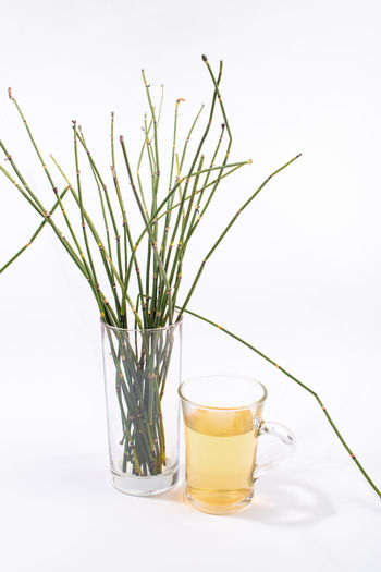 Water horsetail herb and glass of horsetail tea on white background.