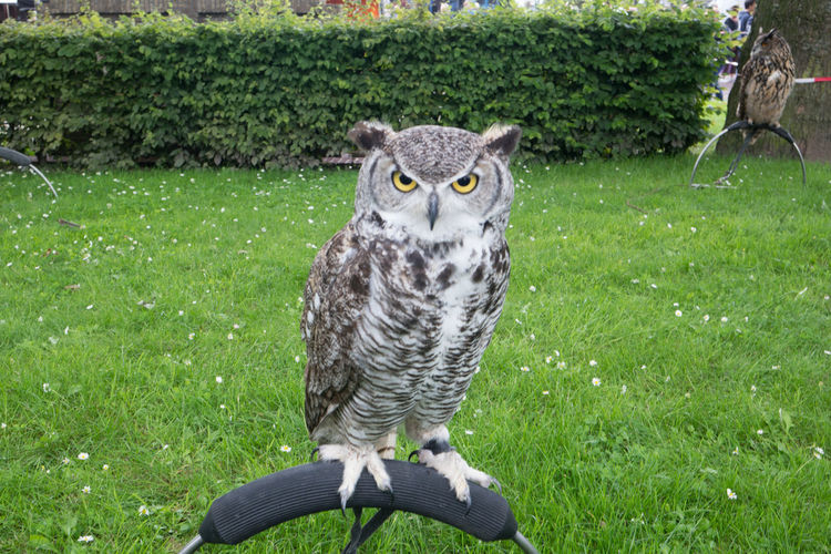 Portrait of owl on field