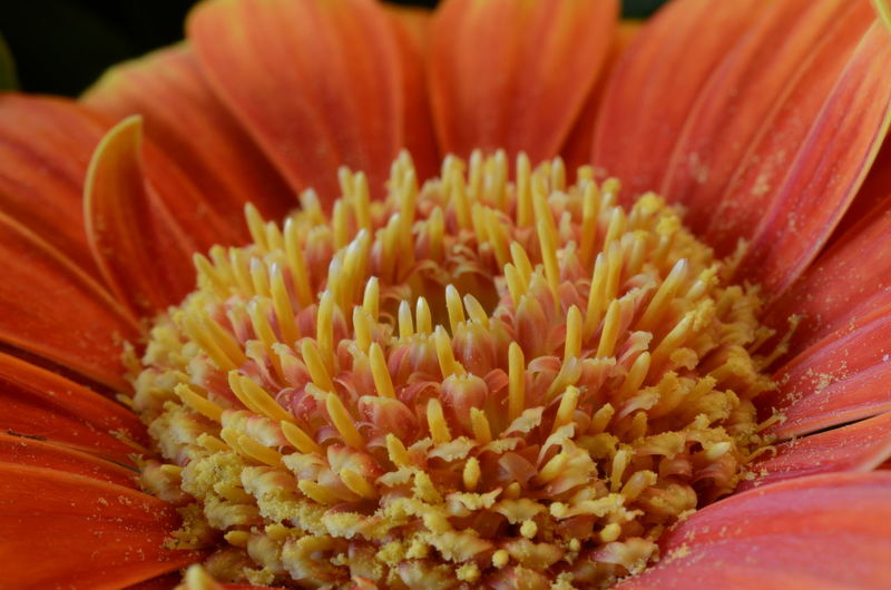 Extreme close up of flower