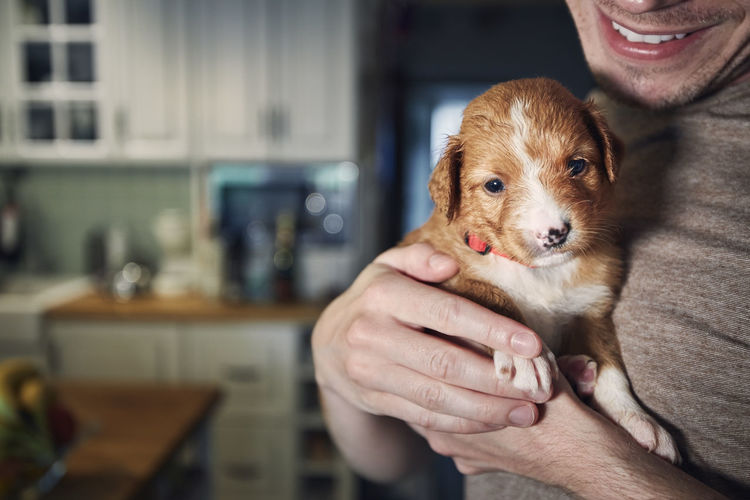 Man holding cute puppy in arms at home. nova scotia duck tolling retriever looking at camera.