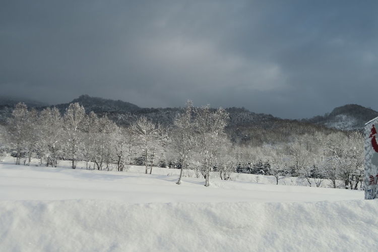 Trees on snow covered land against sky