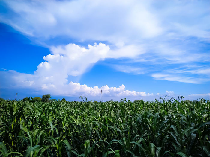 Field of millet plants under the sky with attractive clouds