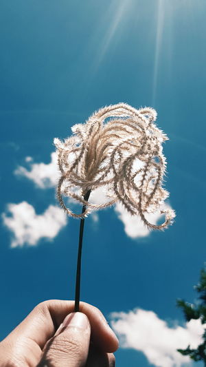 Cropped hand of person holding dandelion seed against sky