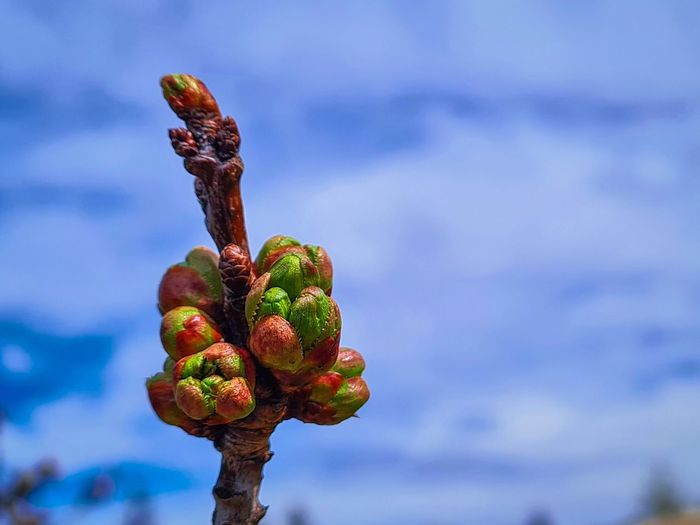 Close-up of fresh green flower buds against sky