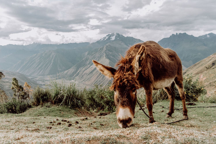 Donkey grazing on field against mountains