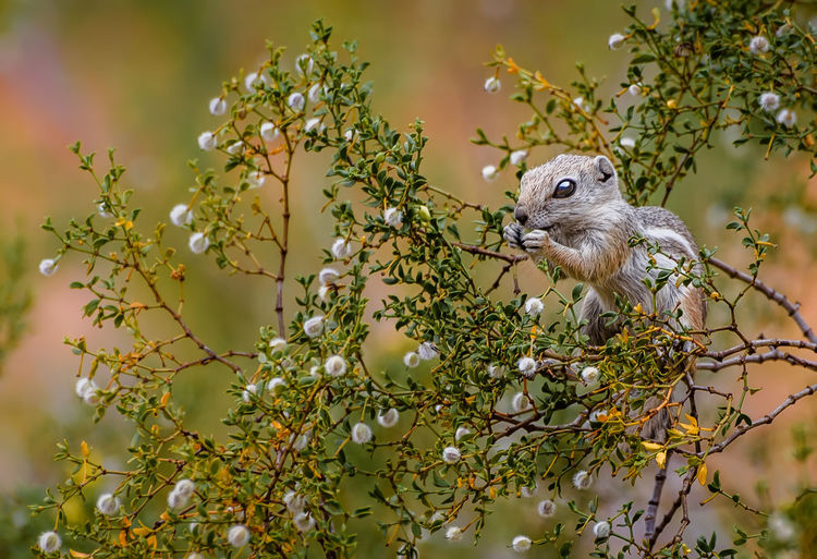 Squirrel on tree branch