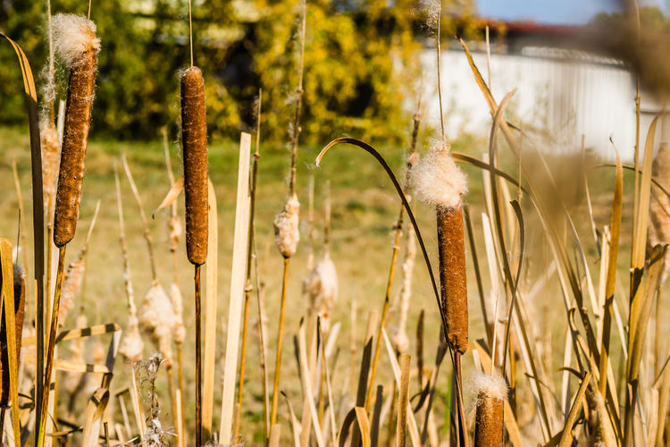 plant
