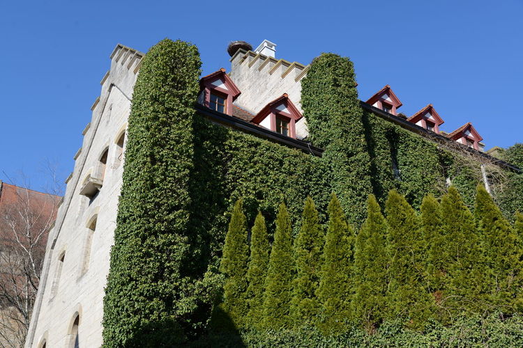 Low angle view of tree and building against sky