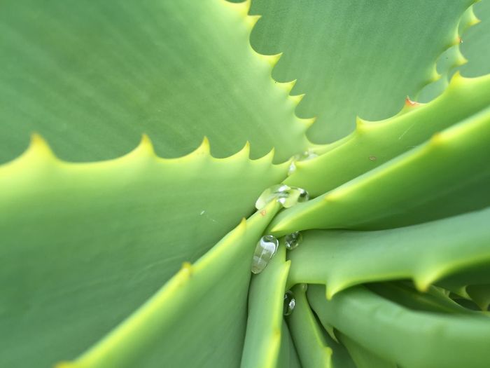Full frame shot of aloe vera plant