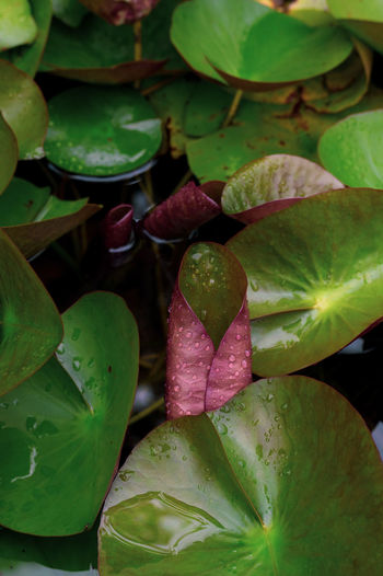 Close-up of water drops on pink leaves