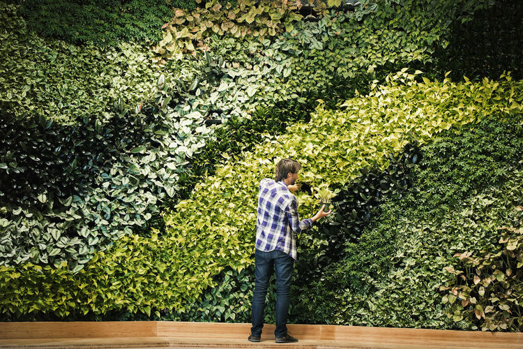Young man standing in front of green plant wall, placing potted plant