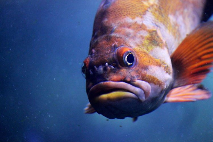 Close-up of fish swimming in aquarium