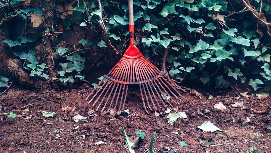 Rake on ground against leaves