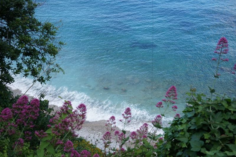 High angle view of pink flowering plants by sea