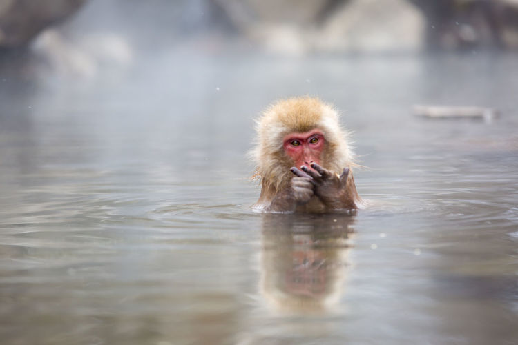 Macaque in hot spring