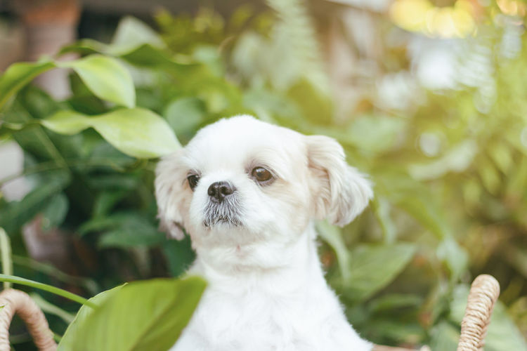 Close-up of dog against plants