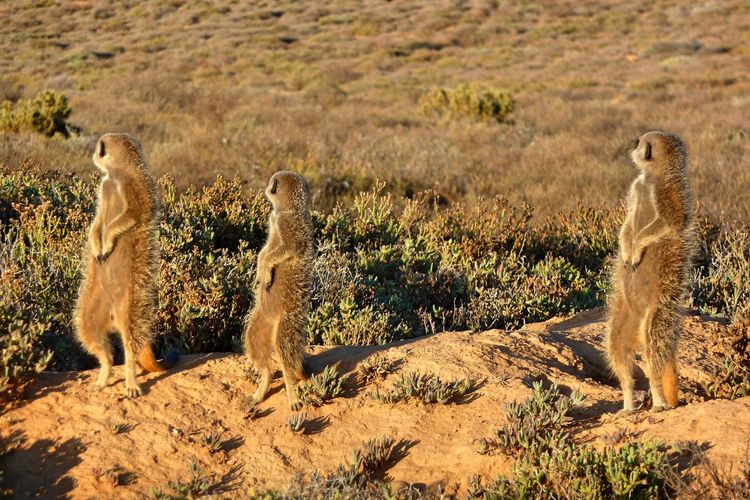 Rear view of meerkats standing on field