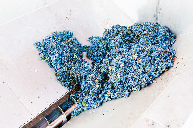 High angle view of red grapes in machinery at factory
