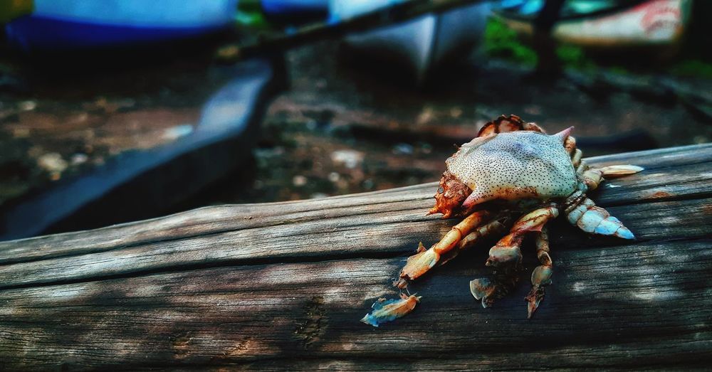 Close-up of crab on wood