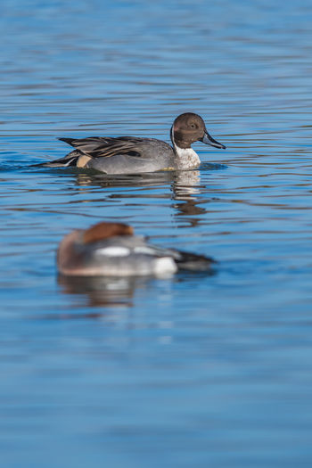 Northern pintail, anas acuta male in environment
