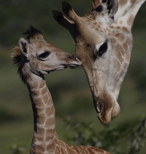 Close-up of giraffe with calf