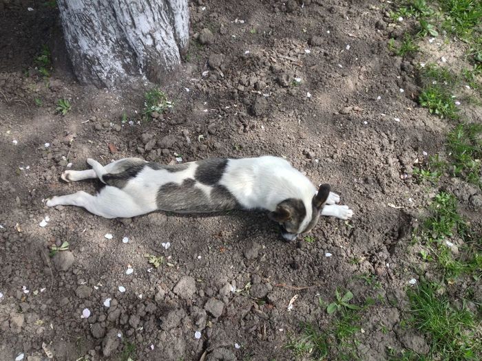 High angle view of a cat resting on field