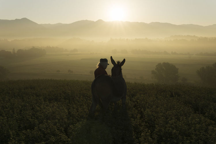 Italy, tuscany, borgo san lorenzo, senior man standing with donkey in field at sunrise above rural landscape