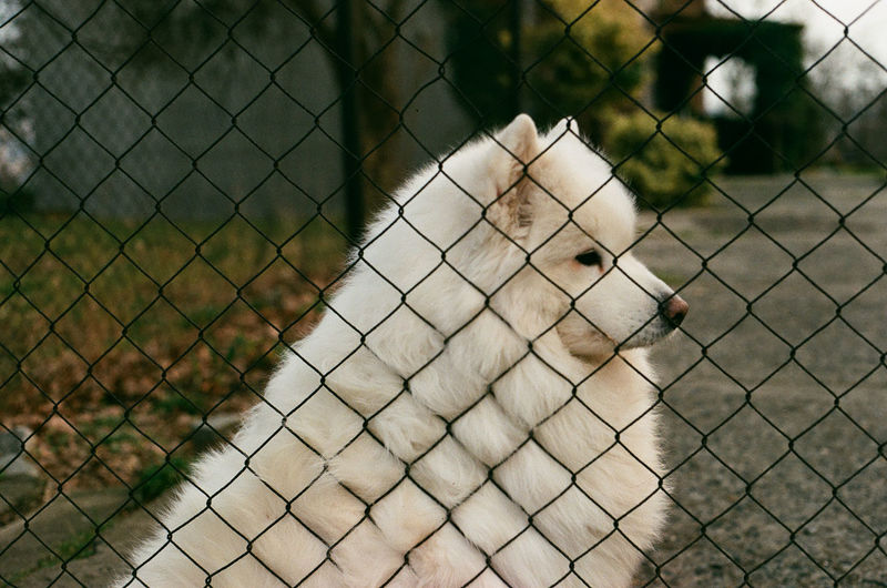 fence