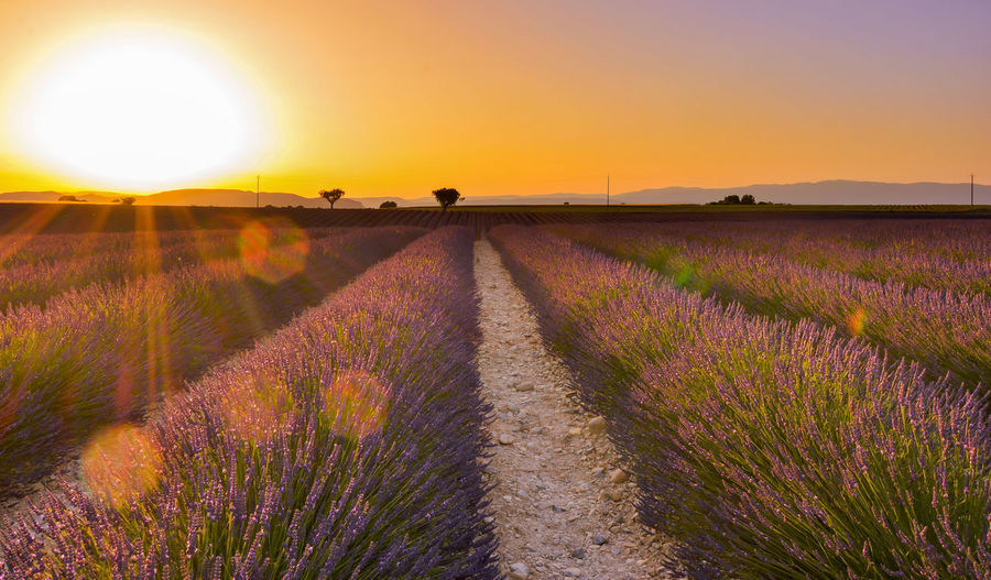 Footpath amidst lavender field against clear sky during sunset at valensole