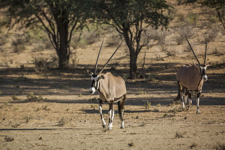 Oryx walking in forest
