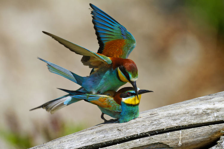 Mating of the european bee-eater from the drava river
