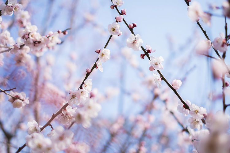 Low angle view of cherry blossom on branch