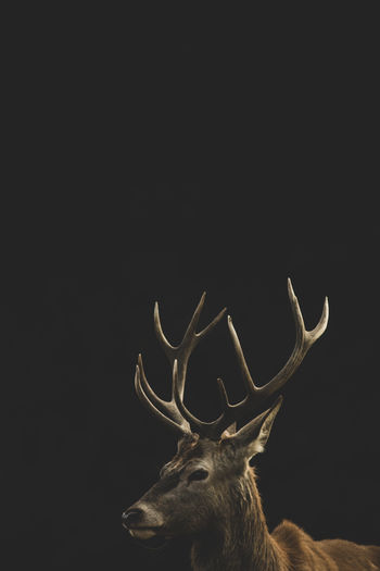 Close-up of deer over black background