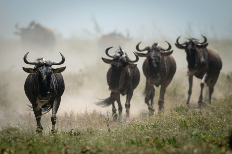 Wildebeests running on field