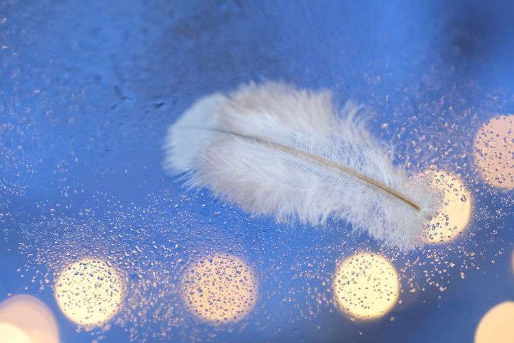 Close-up of wet feathers
