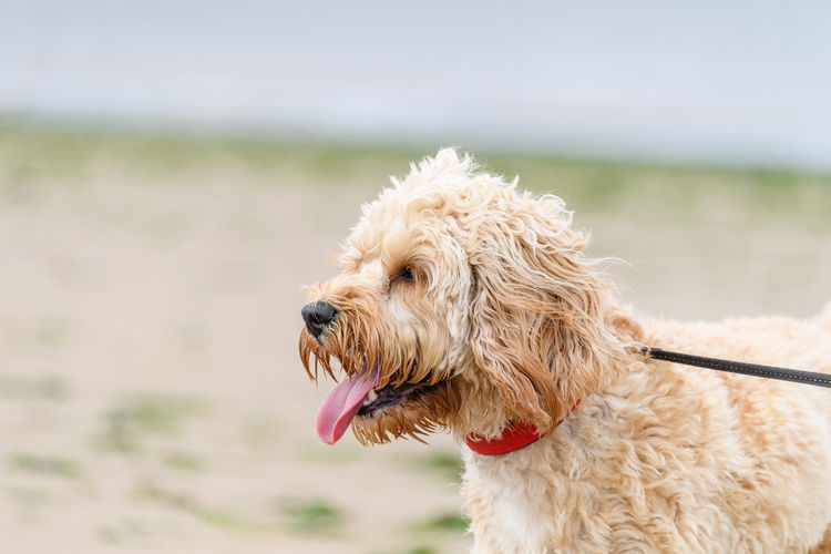 Close-up of dog