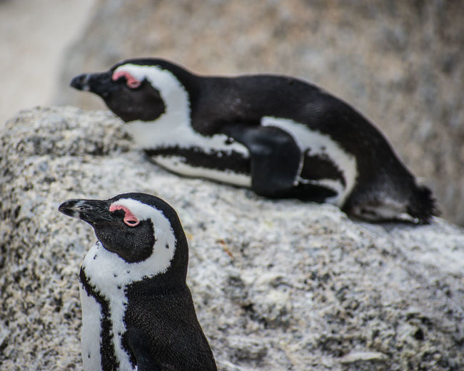 Close-up of penguin against blurred background