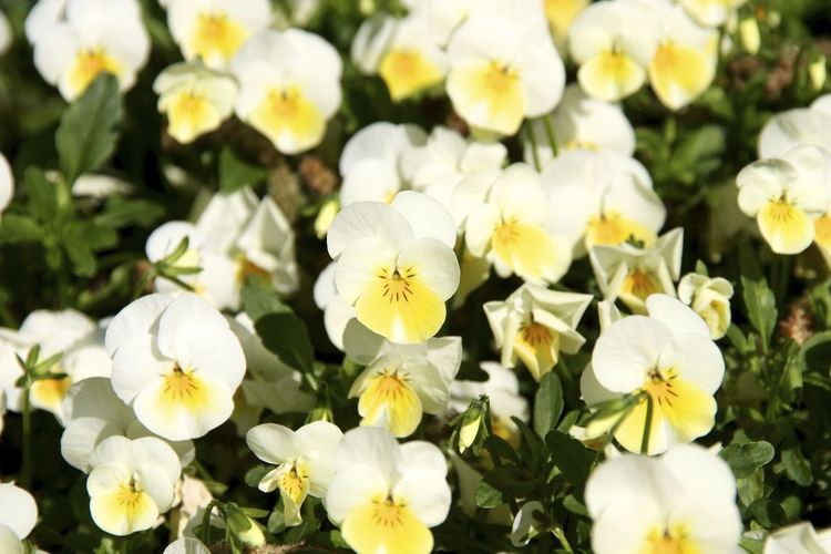 High angle view of white pansies blooming outdoors