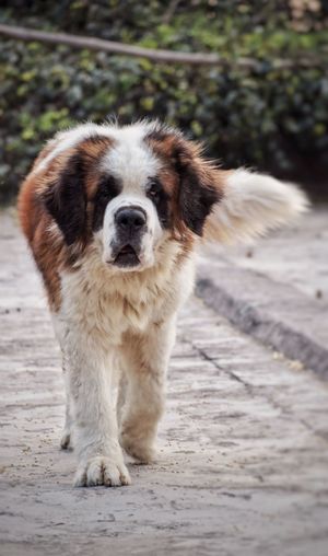 Portrait of a walking st bernard dog 