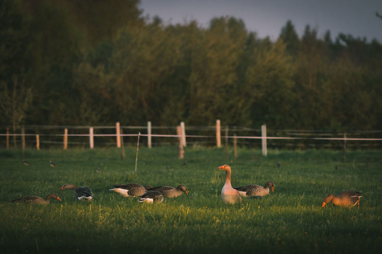 Ducks on field