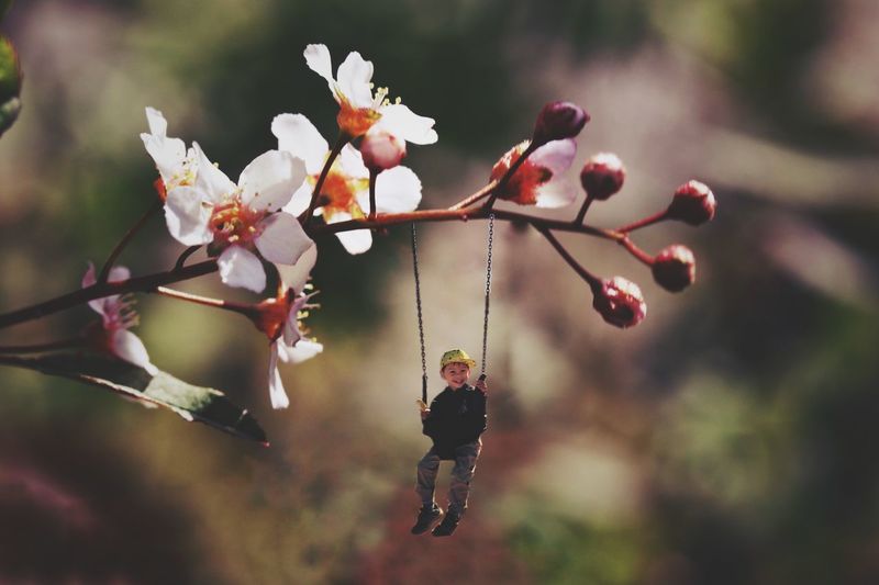 Digital composite image of boy swinging on cherry blossom