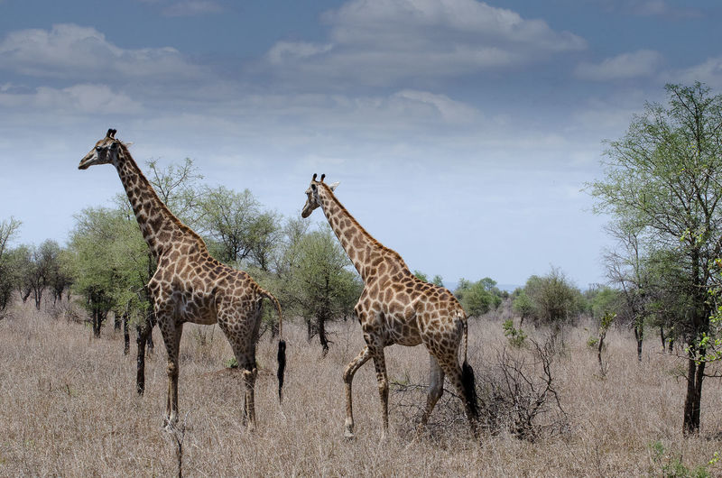 Giraffes standing on grassy field against sky