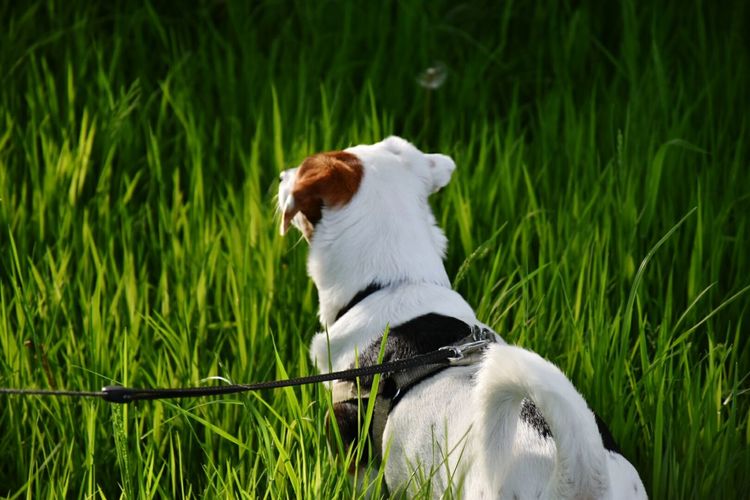 Rear view of a dog on grassland
