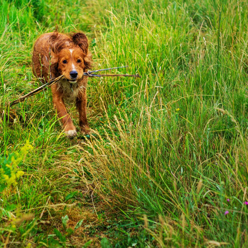 Portrait of dog running in grass