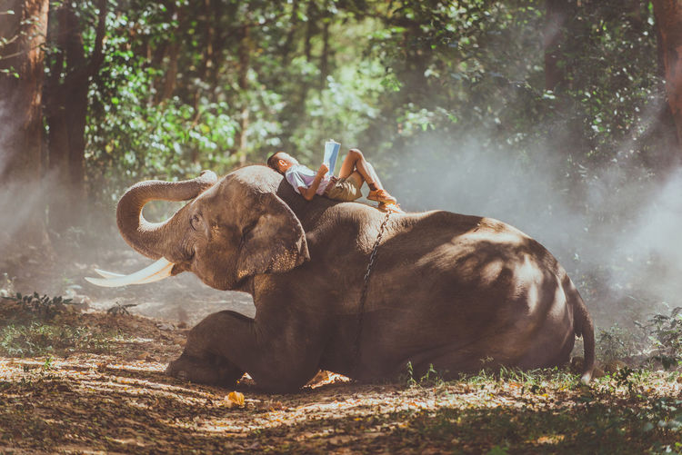 Boy reading book while lying on elephant in forest