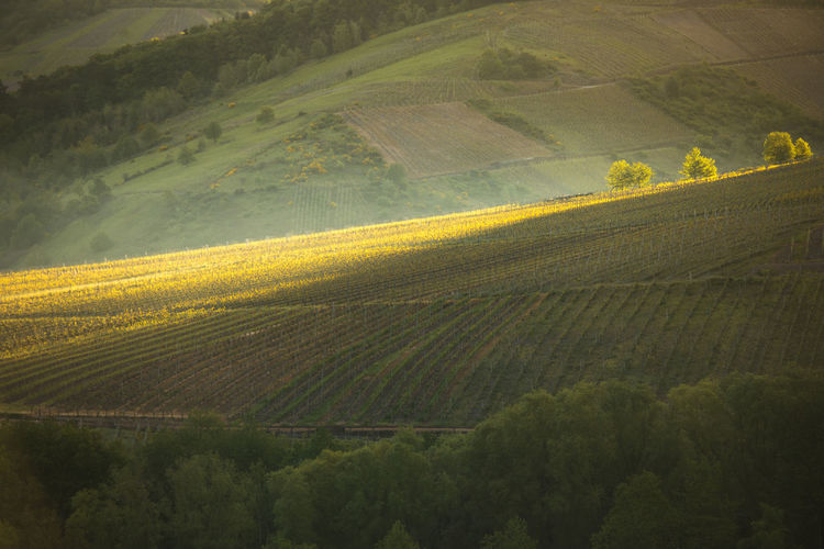 Scenic view of agricultural field