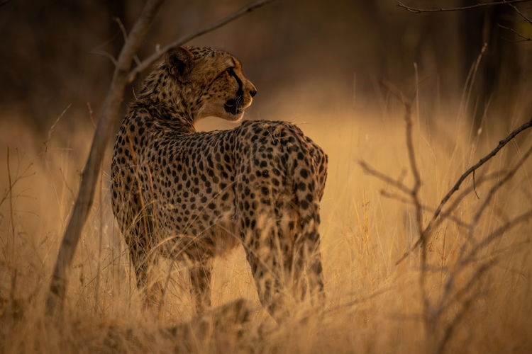 Cheetah stands in bushes looking over shoulder