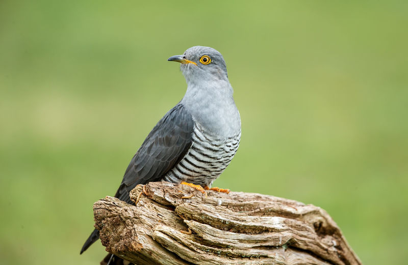 A common cuckoo perched on a log