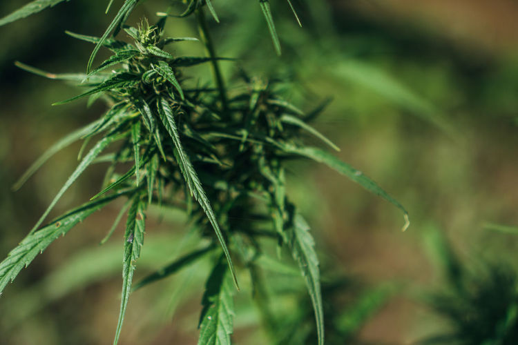 Close-up of fresh green plant
